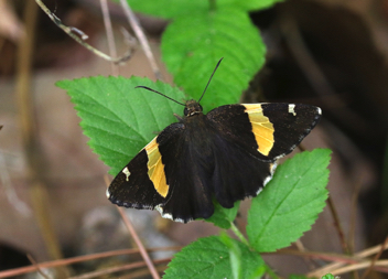 Golden Banded-Skipper